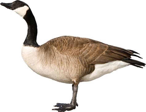 Are Canada Goose big?