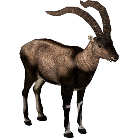 What are the 4 types of ibex?