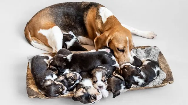 beagle size beagle growth chart