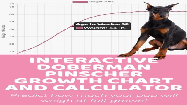 Doberman Size Chart by Age for Your Furry Friend – SizeChartly