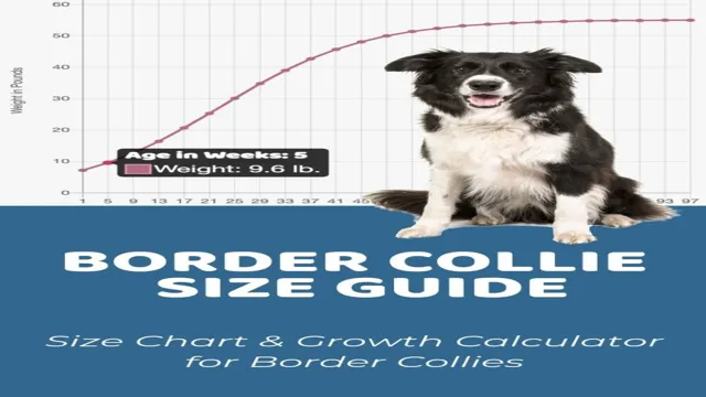 Female Border Collie Size Chart – SizeChartly