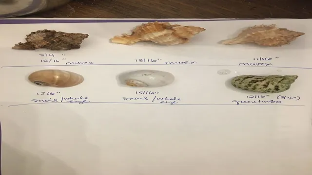 hermit crab shell size chart